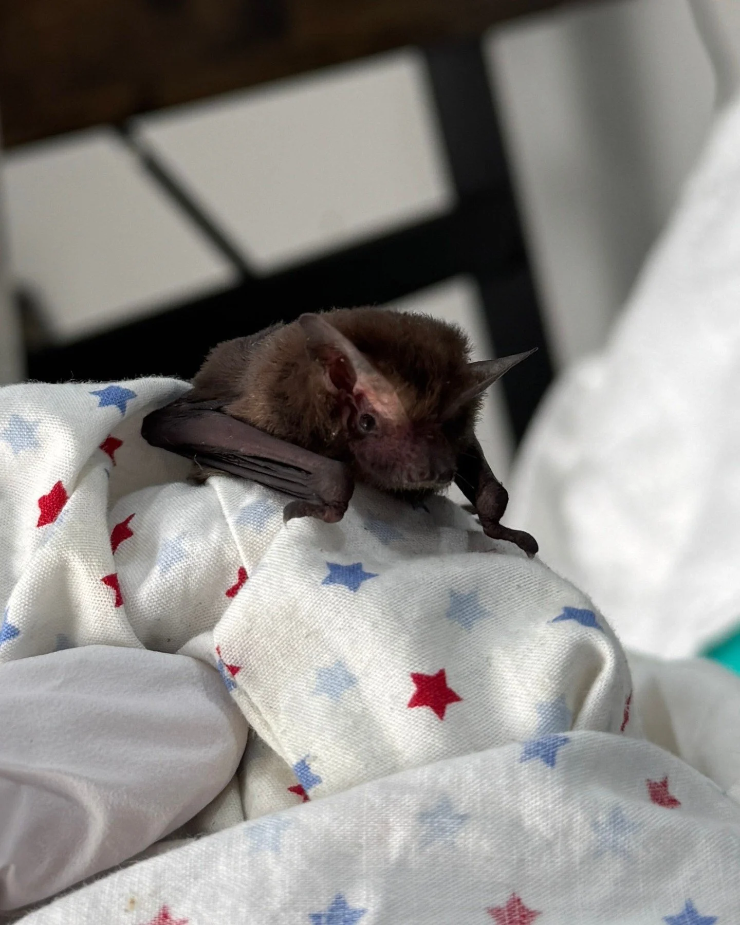 We ❤️ bats!

Today is International Bat Appreciation Day, and we can confidently say that we truly do appreciate them!🤗

#DidYouKnow microbats can eat almost 50% of their own body weight in one night?! They can catch up to 500 insects per hour, mean