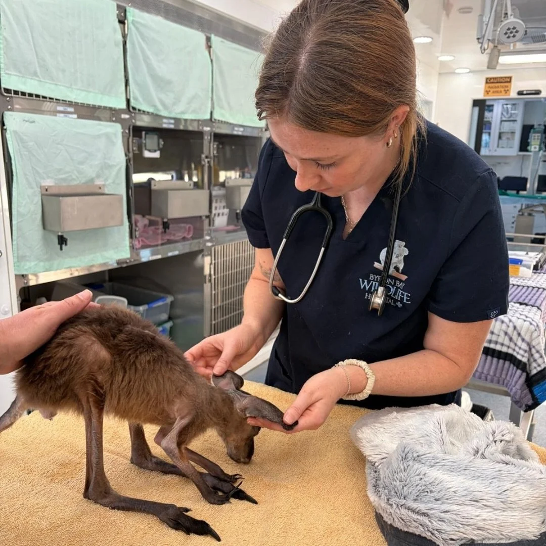 That&rsquo;s a wrap! 🎬
Wildlife Recovery Australia&rsquo;s inaugural National Tour is complete and we wanted to share some highlights of the action-packed final few weeks.

Departing the Capes Raptor Centre in spectacular Margaret River, we began ou