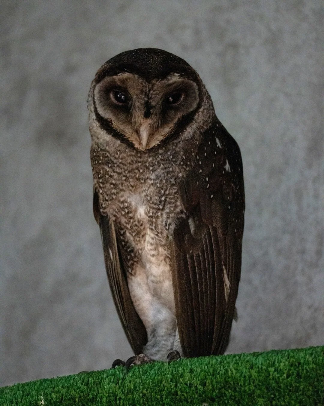 Remember &ldquo;R2D2&rdquo;? 🦉
 
After being hit by a car and attacked by other birds, &ldquo;R2D2&rdquo; the sooty owl was admitted to our hospital in a critical condition, with head trauma and injuries to his tail and legs. 
 
Our incredible veter