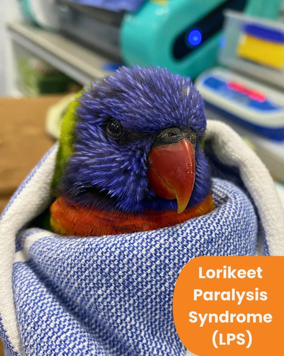 Lorikeet Paralysis Syndrome (LPS): What is it and what can you do?

This World Parrot Day 🐦, we'd like to highlight our precious lorikeets and a serious condition they are facing.

Every year along the East coasts of Southern QLD and Northern NSW, w