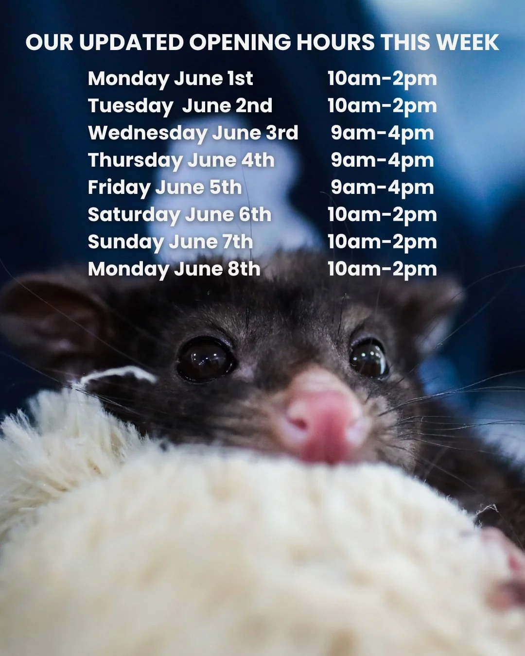 ✨To our wonderful wildlife rescuers &amp; carers and Northern Rivers community,

Please note our opening hours from Monday June 1st to Monday June 8th.

If you find injured, unwell or orphaned wildlife, please bring them to our hospital 🏥 in Lennox 