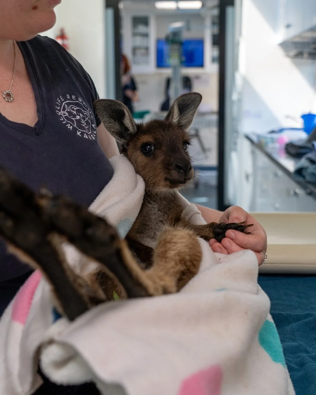 Meet &ldquo;Kelly&rdquo;!

&ldquo;Kelly&rdquo; is a Kangaroo Island Kangaroo 🦘, a subspecies of the Western Grey Kangaroo. She was found in a paddock alone, cold and lethargic- a critical situation for a joey so young.

The land owner immediately ph