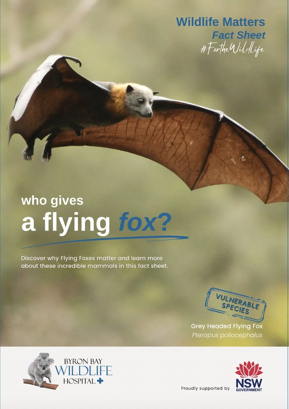 A sample factsheet sheet cover with a flying fox, a type of bat. It ncludes titles about wildlife, vulnerability, and learning about flying foxes, supported by NSW government.