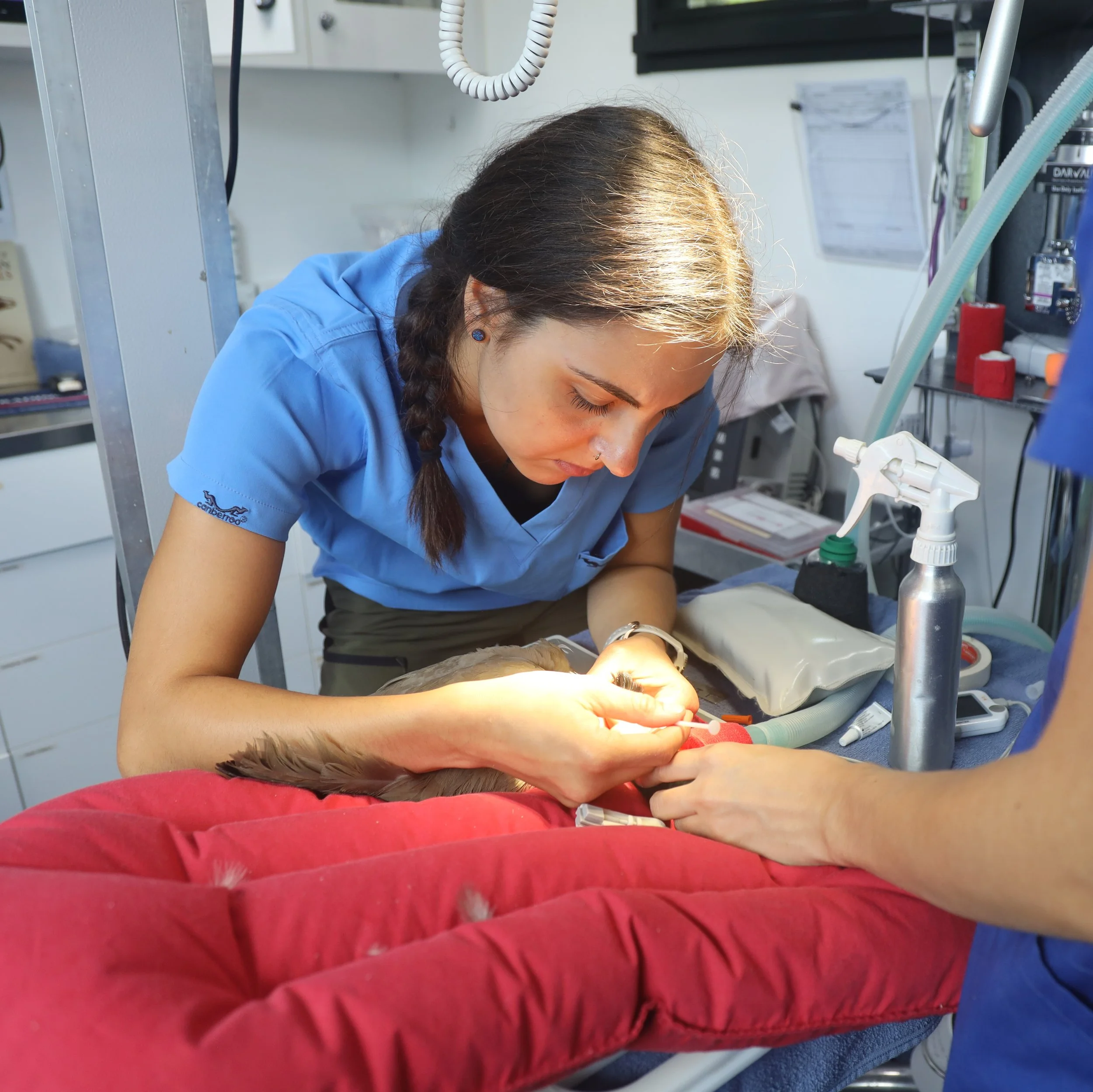 A veterinarian performing a procedure on a bird, with medical tools and equipment in the background.