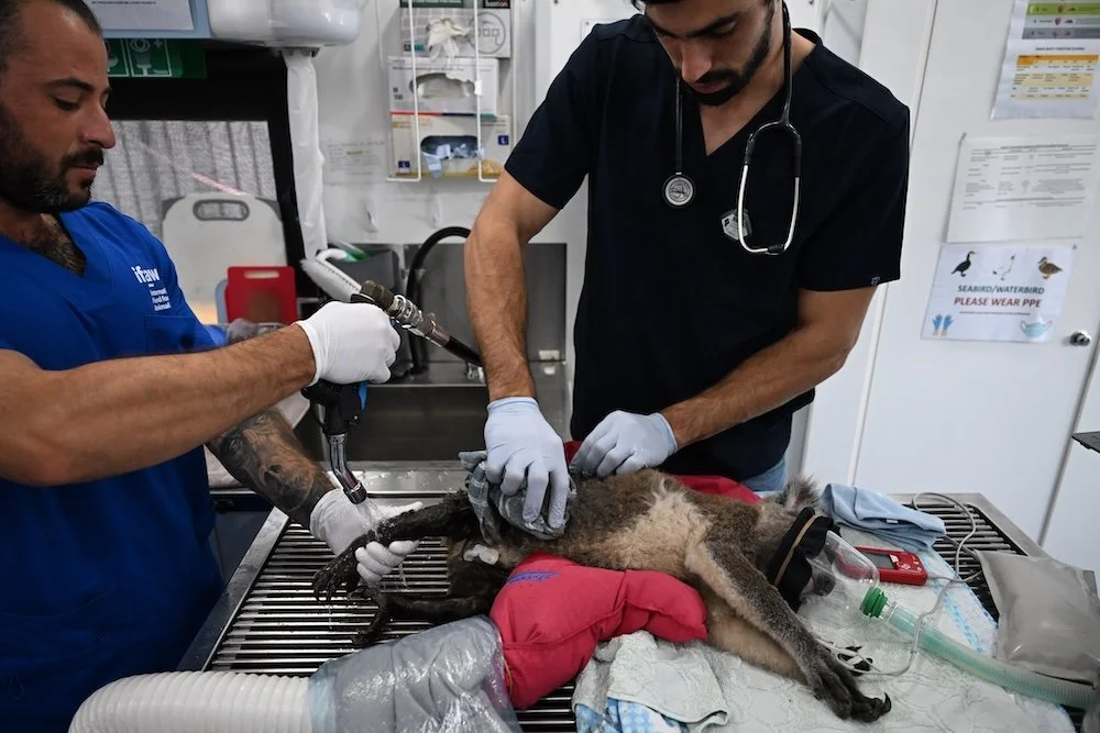 Veterinary team providing emergency treatment to a mud-caked koala on an examination table found injured in the aftermath of Tropical Cyclone Alfred which impacted large areas of eastern Australia in March 2025.
