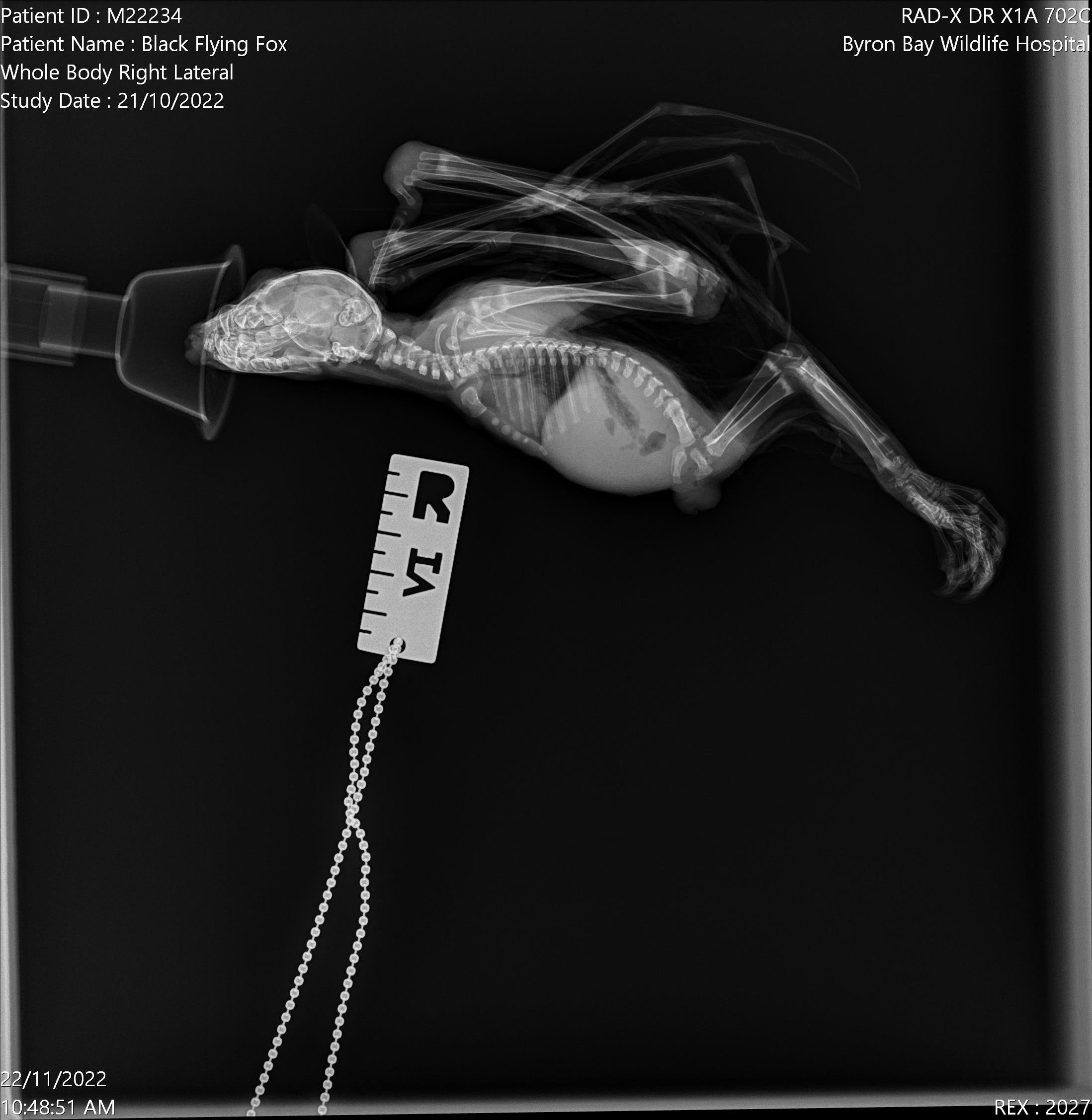 X-ray of a black flying fox, lying on its side. The image includes a ruler for scale and is from Byron Bay Wildlife Hospital.