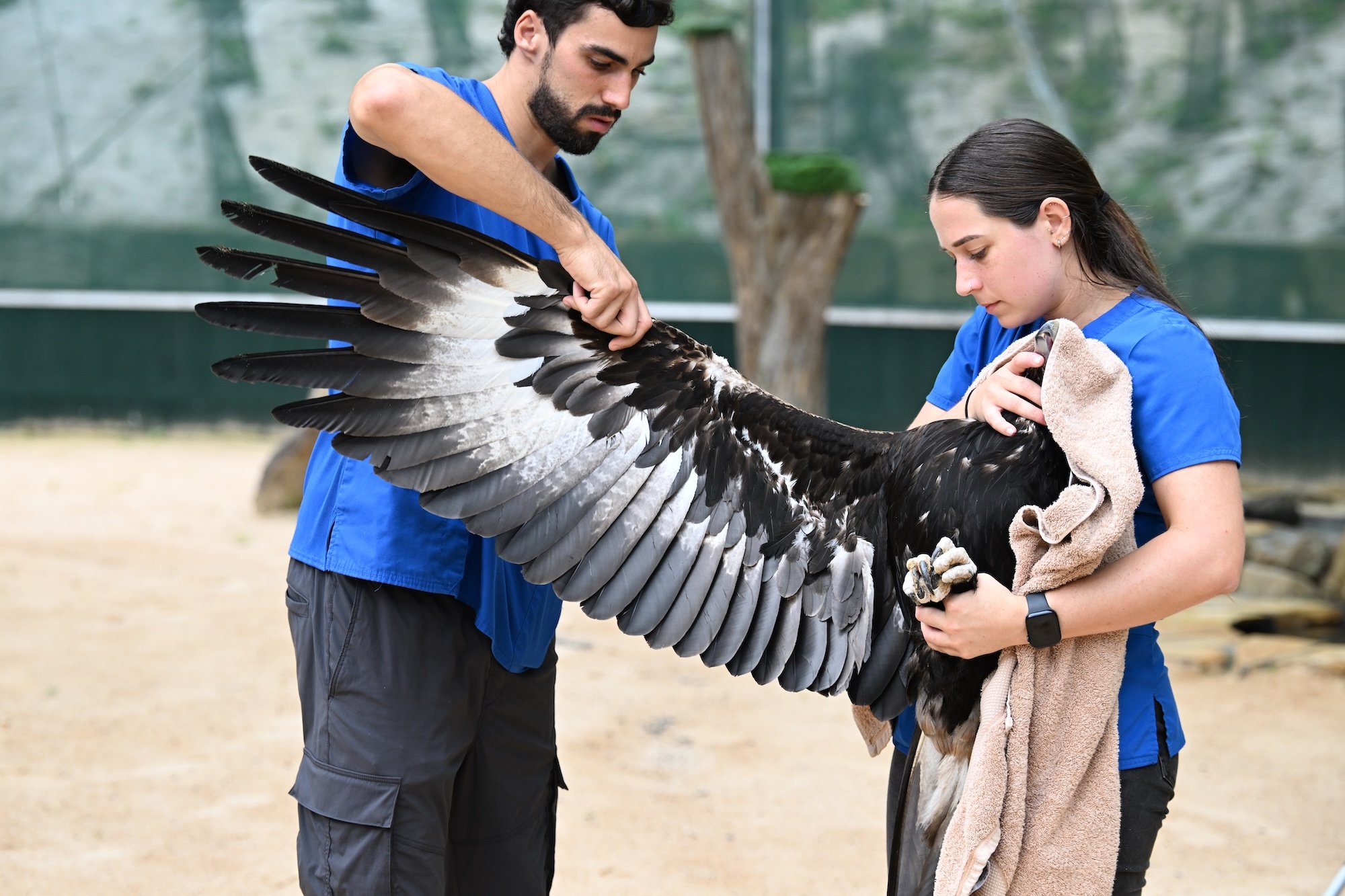 Two veterinary nurses,  a man and a woman, examine a large Wedge-tailed eagle in an outdoor aviary enclosure.  The woman holds a towel, and the man is examining the bird's wing.