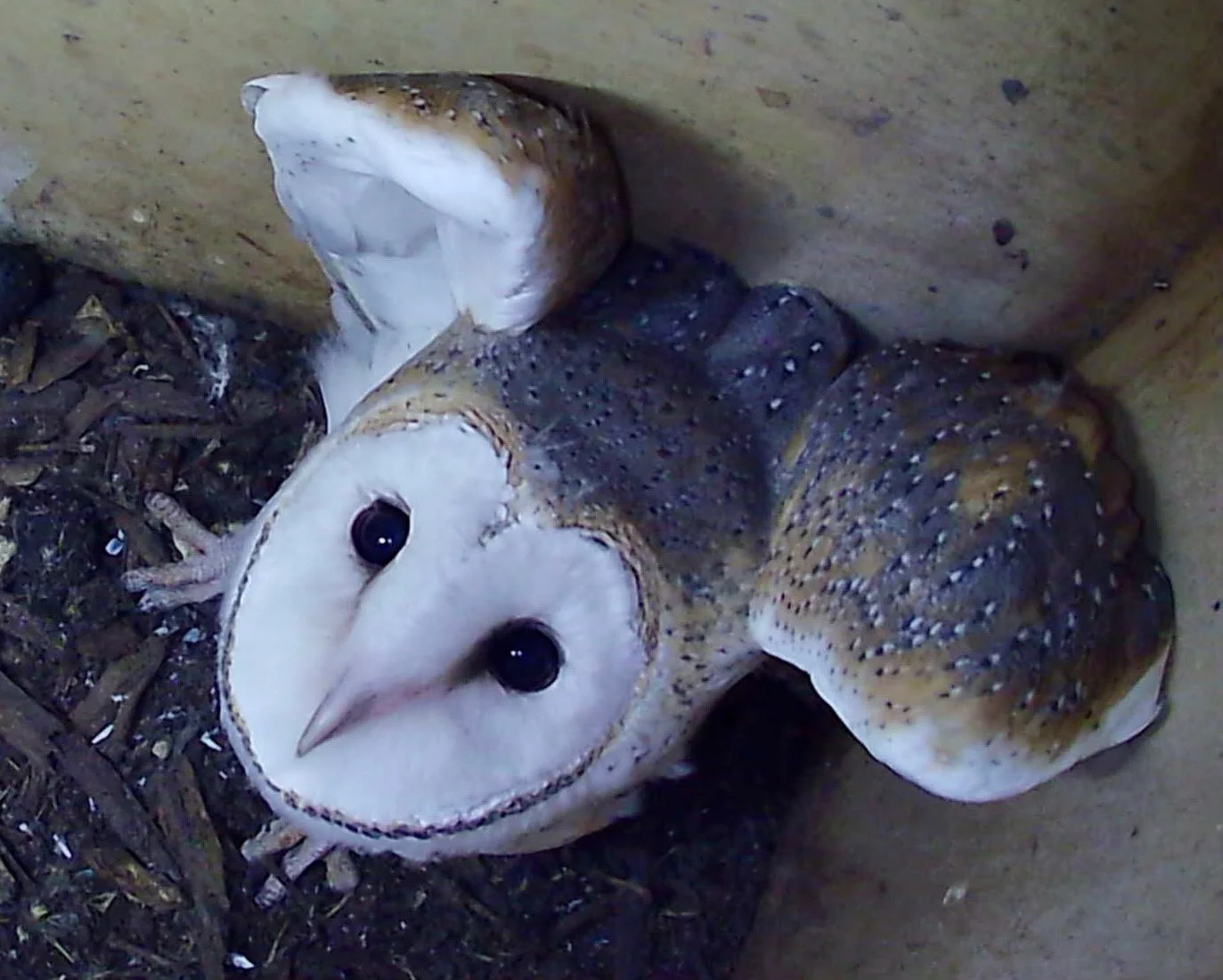 a barn owl in a nesting box looking up at the camera
