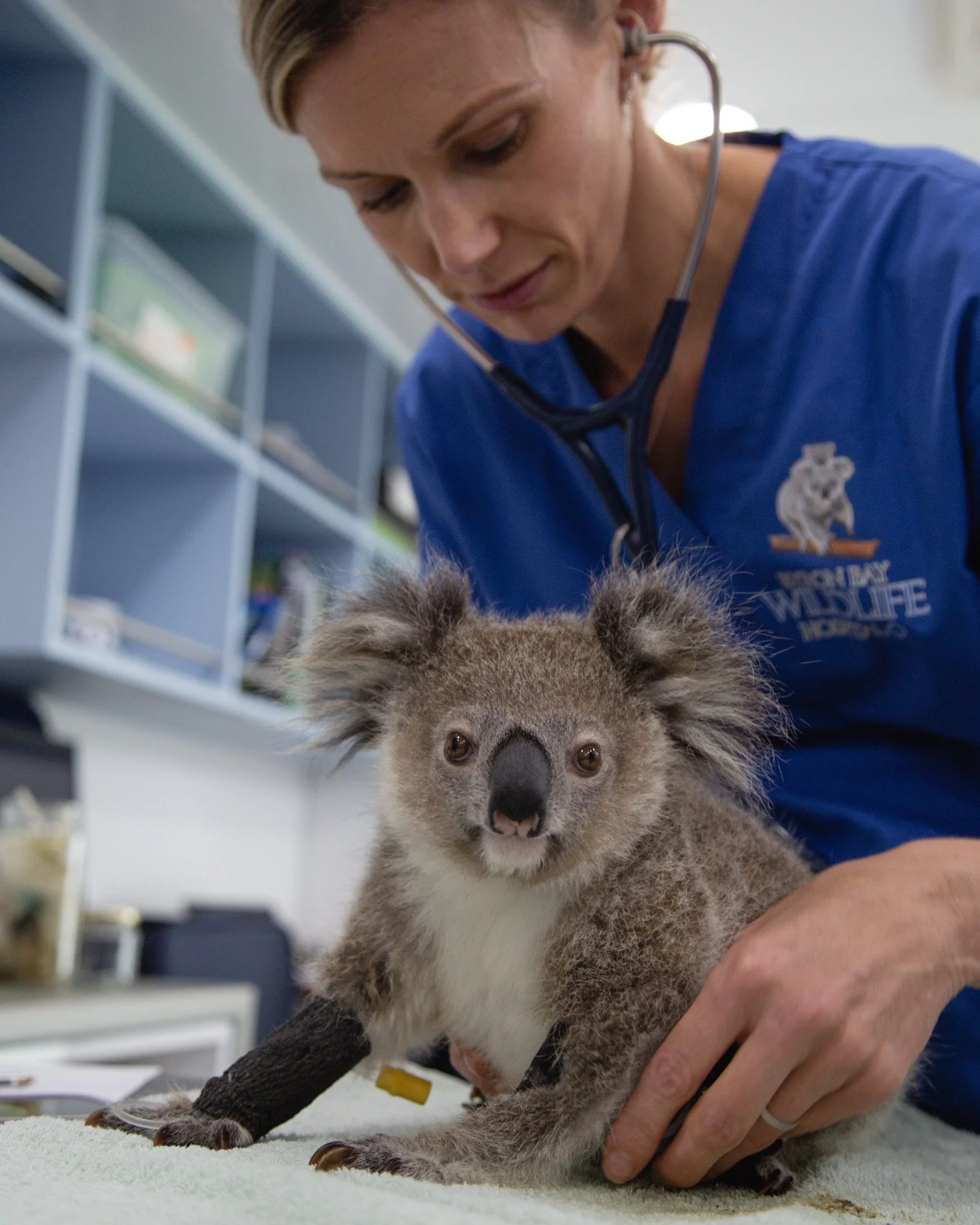 A veterinarian examining an injured young koala