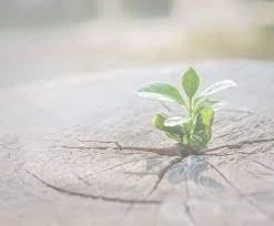 Small green plant growing through cracked soil, symbolizing growth and resilience for individuals with ADHD or high sensitivity.