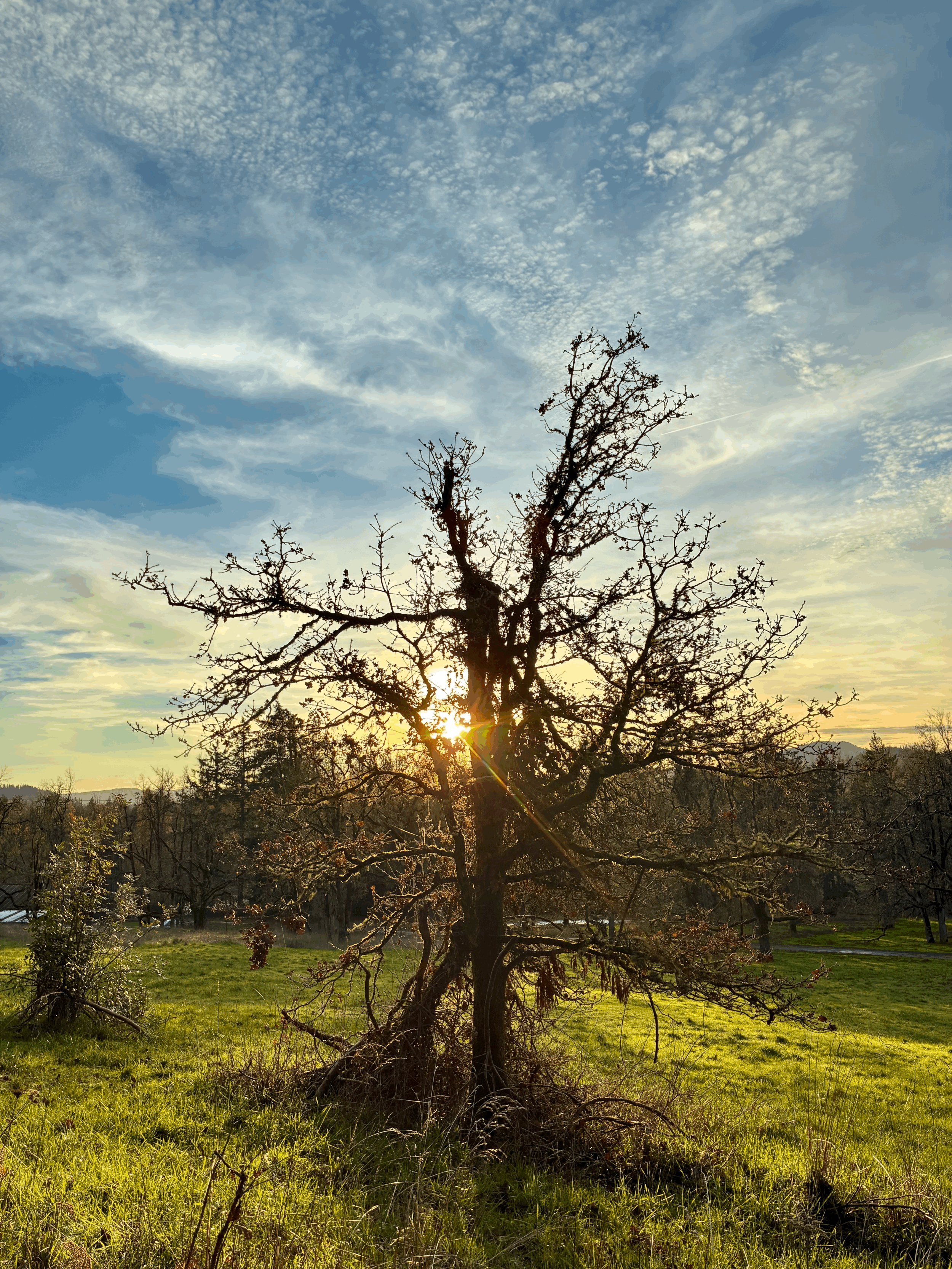 The Importance of Heartwood