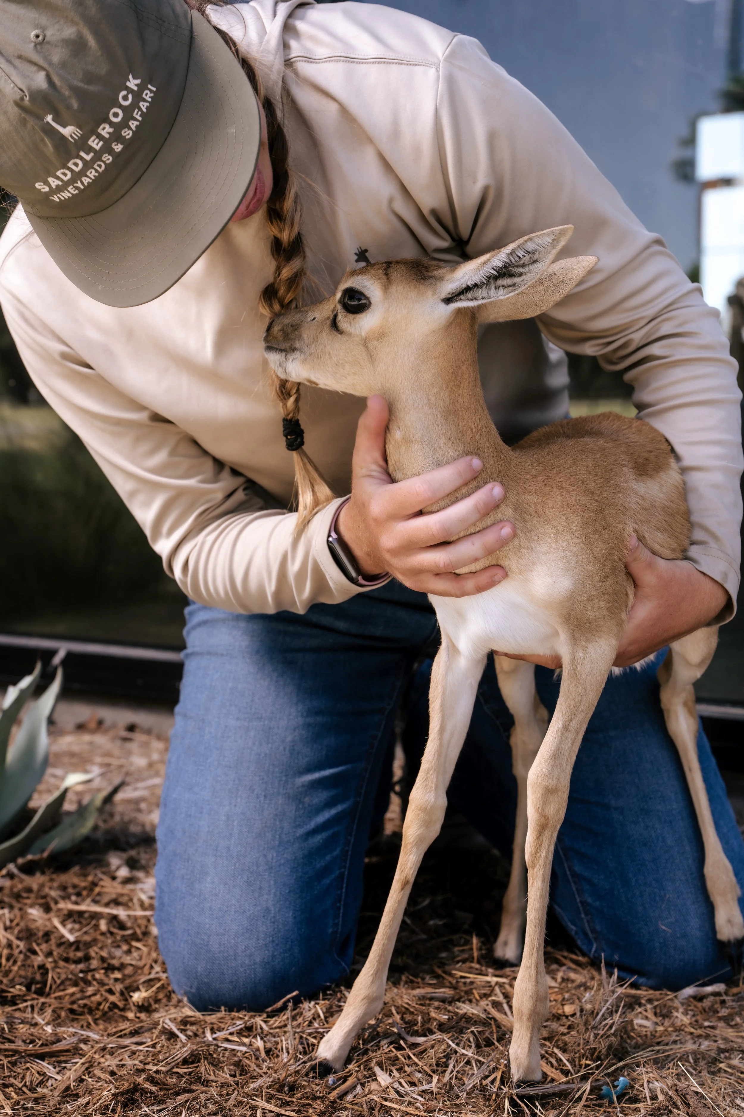 Baby black buck.jpg