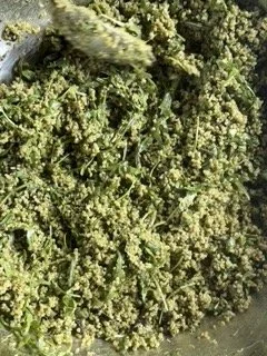 Basil Pesto Quinoa Salad