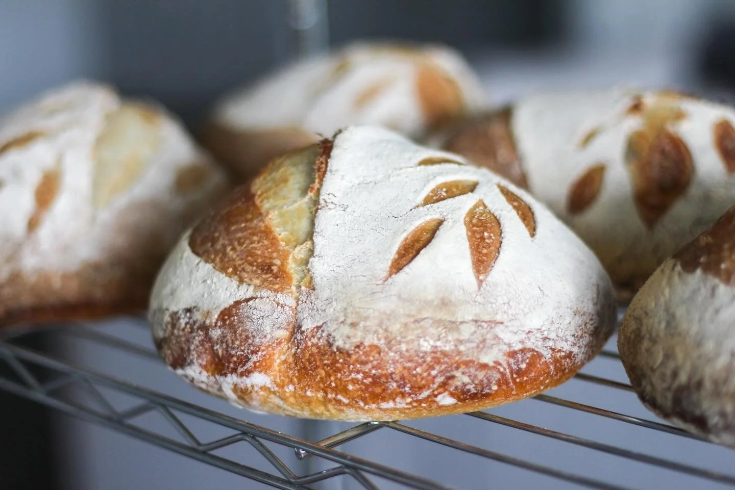 Looking forward to the Truffle Market tomorrow in Newberg 🍄&zwj;🟫 🐶