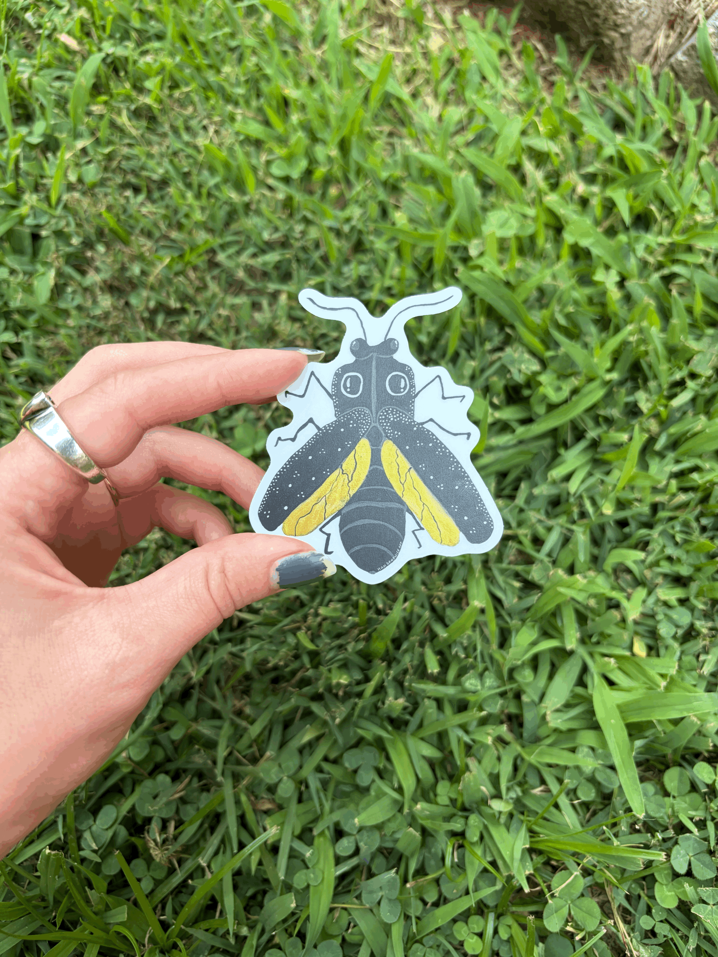 EASTERN EYED CLICK BEETLE (3" vinyl sticker)