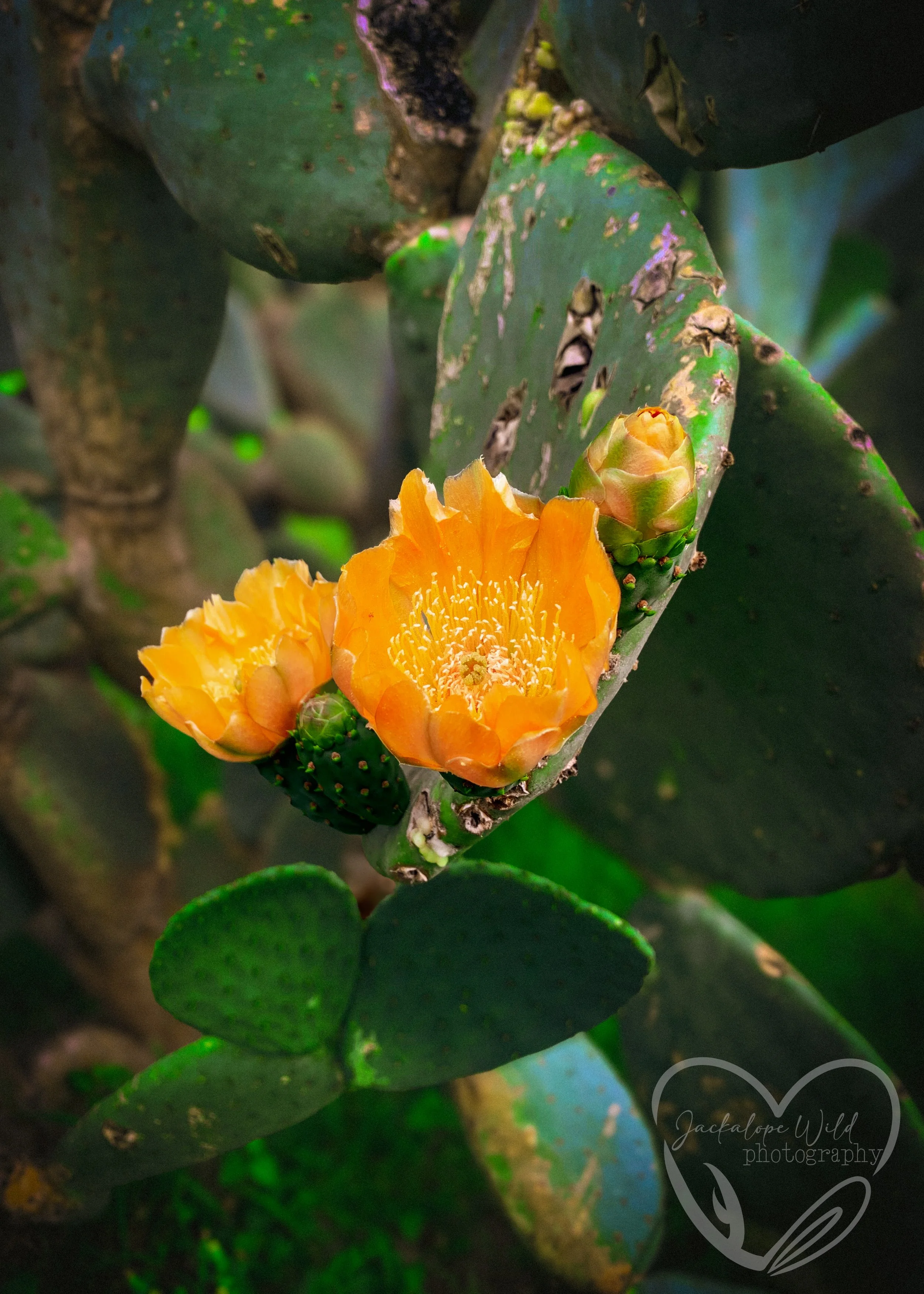 Flor de Nopal