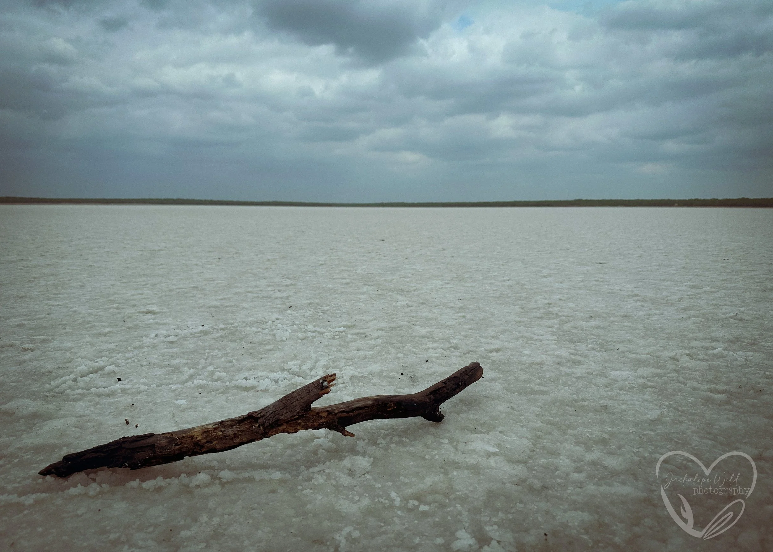 Salt Lake Driftwood