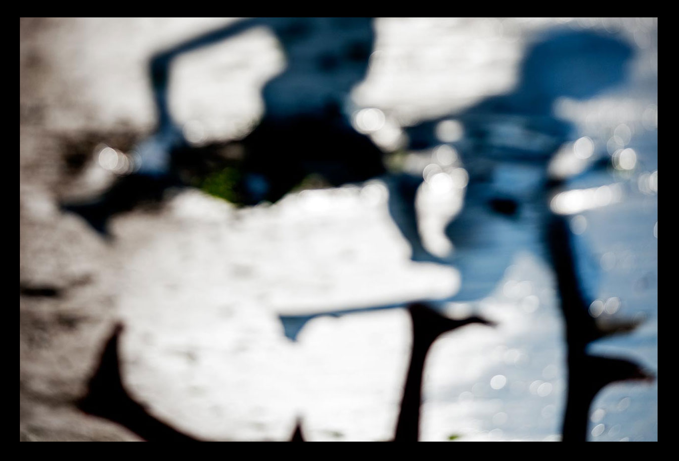 Silhouette and Shadow of Life Too