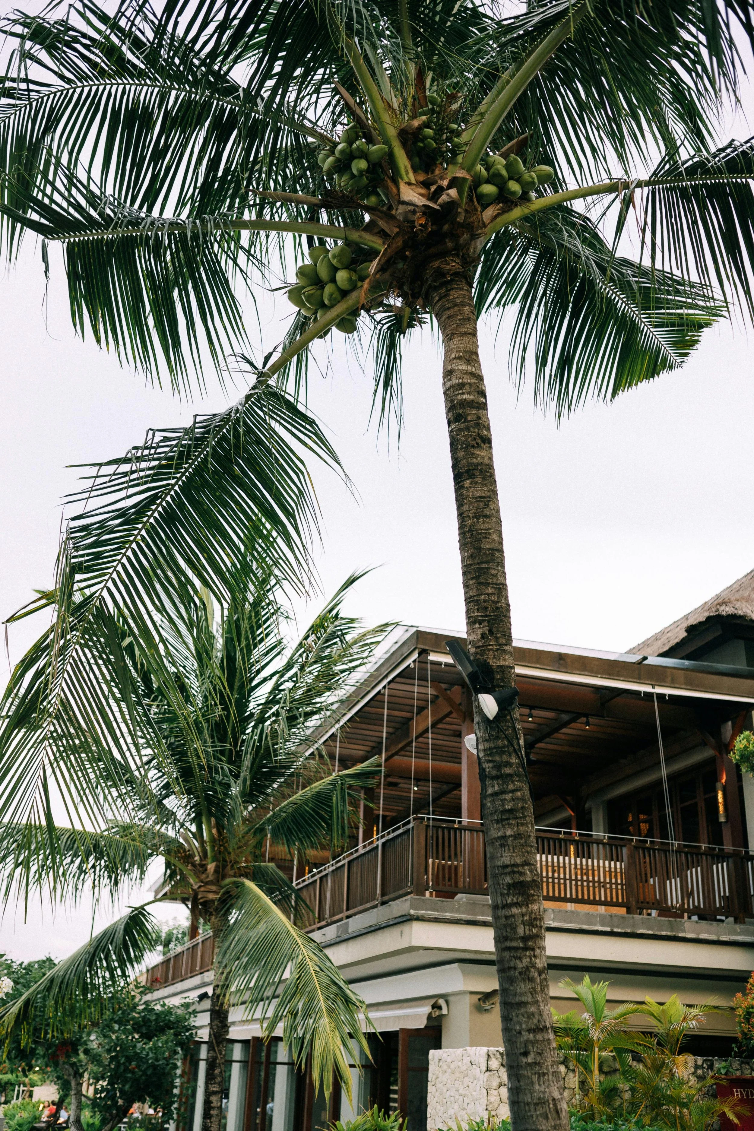 Palmiers avec cocotiers devant une maison en bois avec balcon.