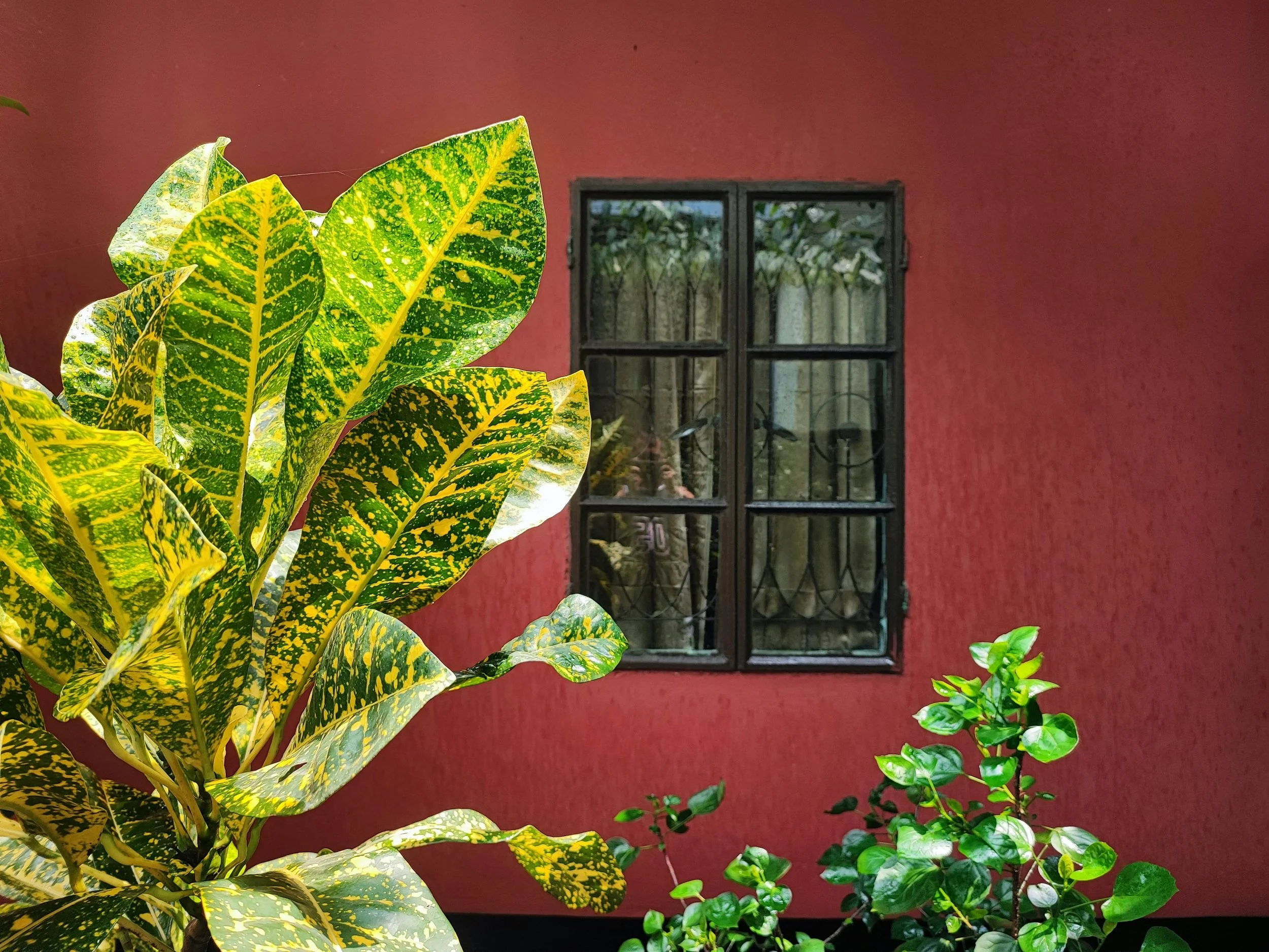 Une fenêtre à carreaux noirs sur un mur rouge, entourée de plantes vertes, une grande feuille à motifs jaunes et vertes en premier plan.