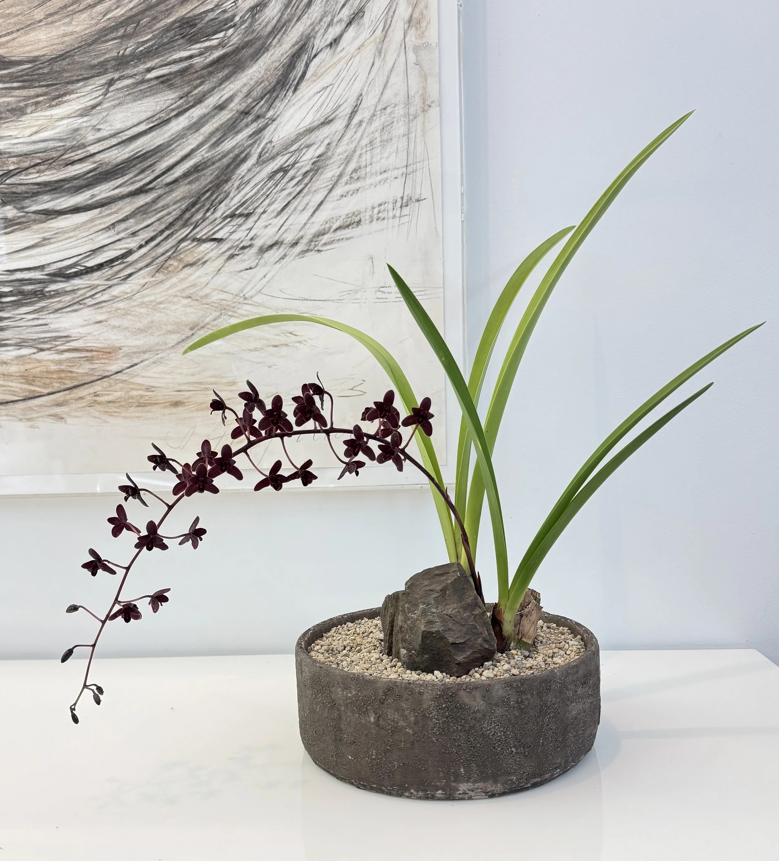 A potted plant with long green leaves and small dark purple flowers on a curved stem, placed on a white surface with a decorative rock in a round concrete pot, in front of a framed abstract artwork on a light-colored wall.