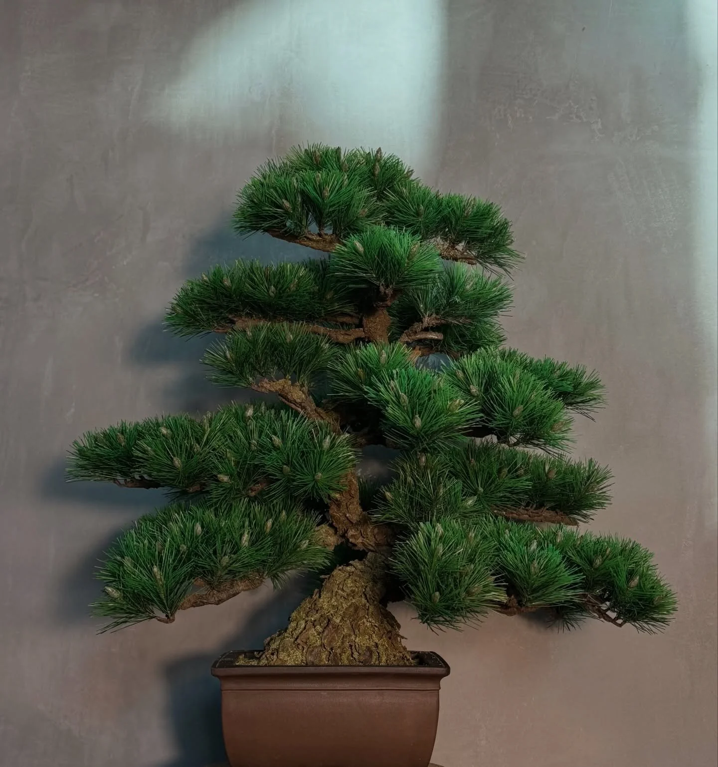 Craft Bonsai is a contemporary interpretation of tradition&mdash;hand-formed, intentional, and rooted in Japanese aesthetics. Each piece reflects balance, restraint, and quiet presence. #japan #losangeles #bonsai #zen #luxury