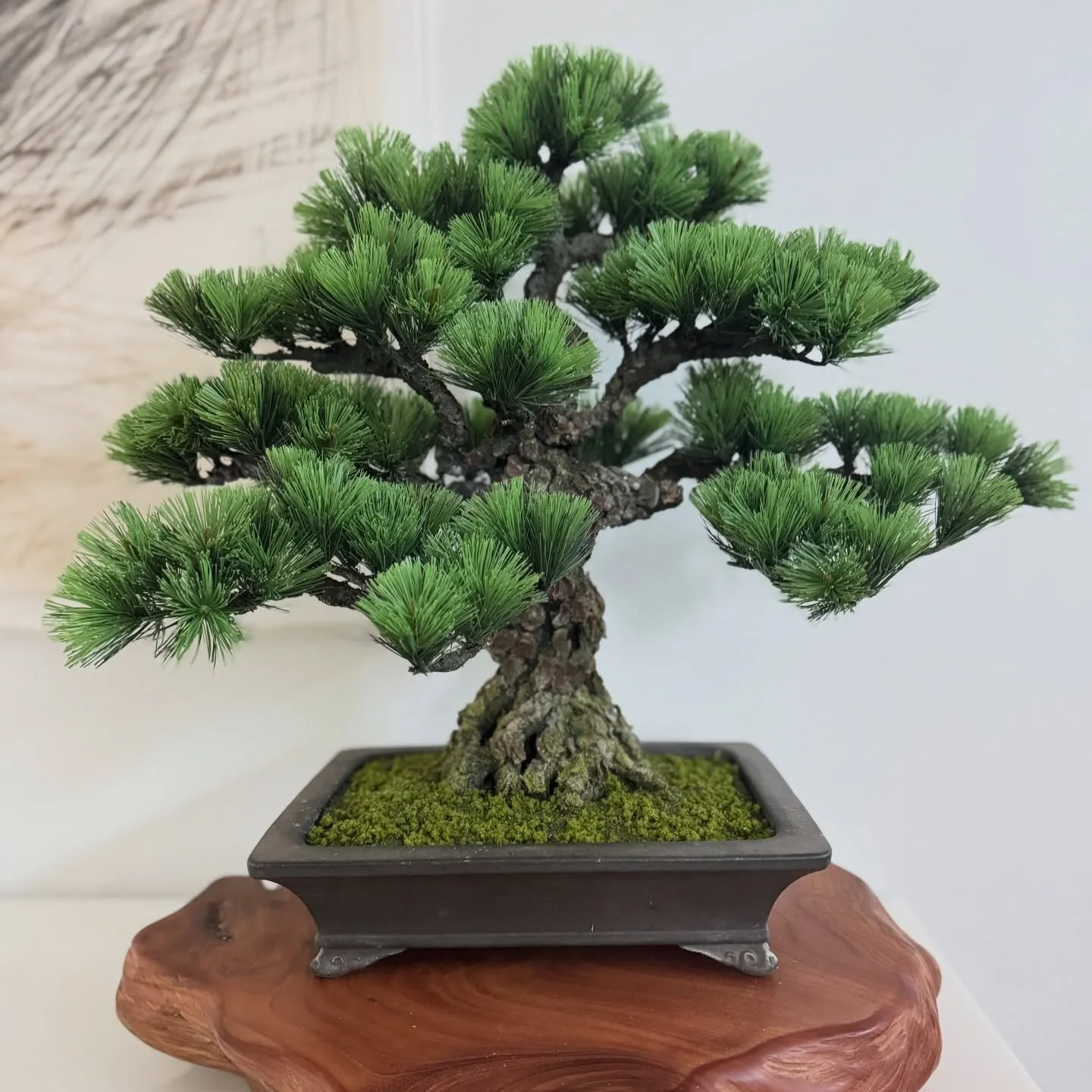Inspired by the strength and elegance of the Japanese black pine.
This Sakurakoji bonsai reflects resilience, balance, and quiet power&mdash;shaped with intention, grounded in tradition.

Explore more at thehouseofsakurakoji.com