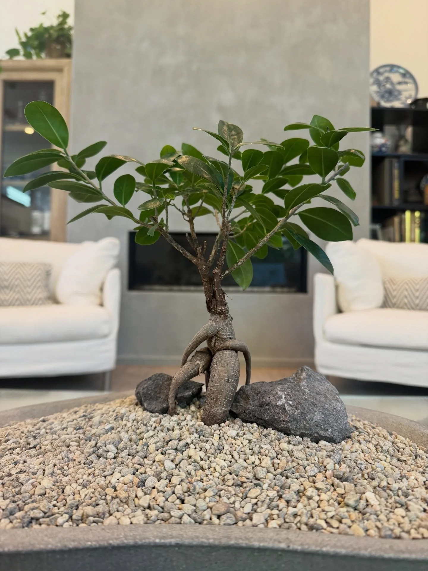 Custom plant arrangements designed with precision, texture, and harmony.
Available through our consultation-based service.
Inquiries: thehouseofsakurakoji.com

#SakuraKoji #PlantscapeDesign #WestHollywood #plant
