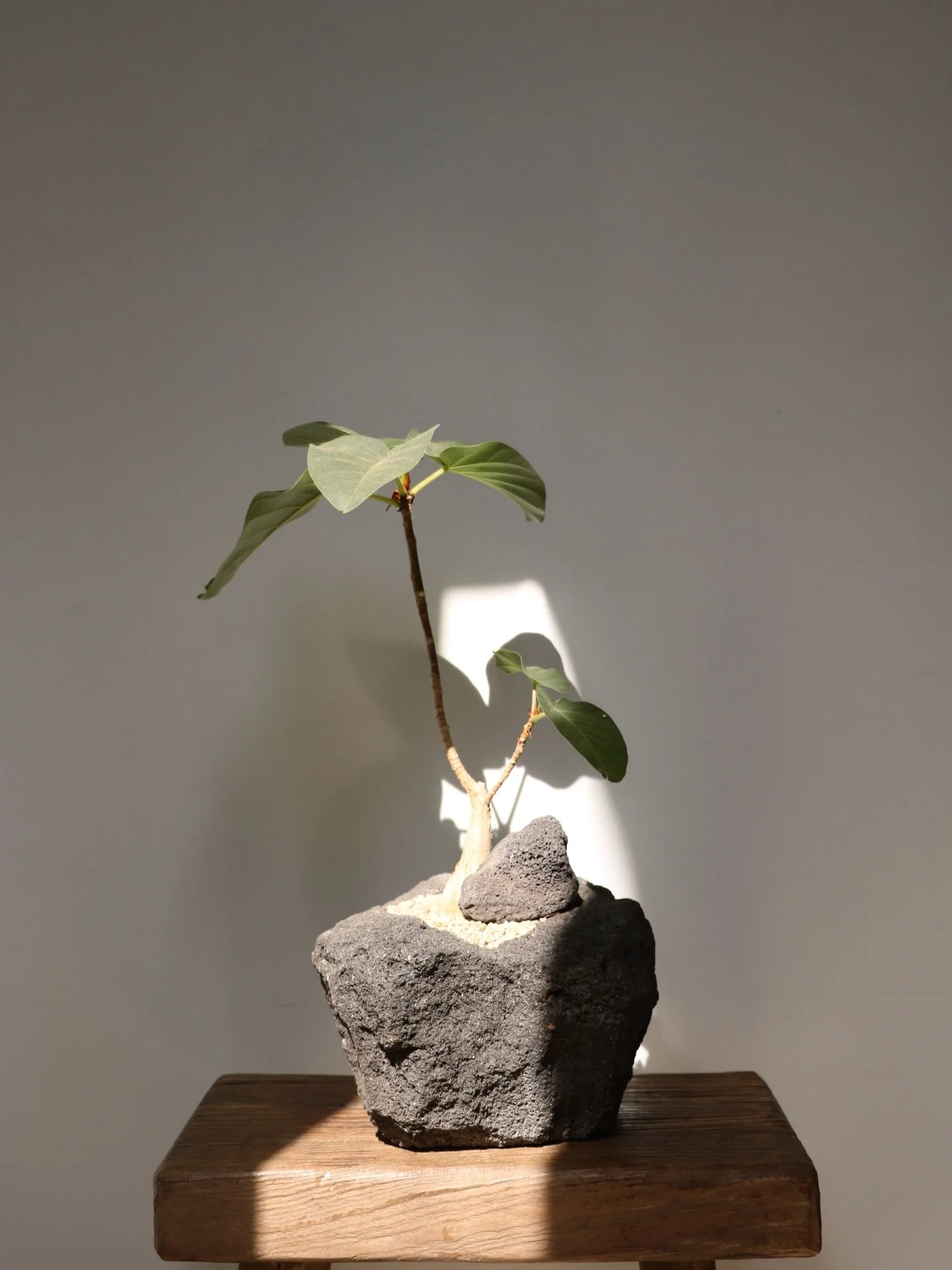 Curated greenery anchored in authentic volcanic stone, celebrating the contrast between softness and raw earth.
A timeless piece rooted in natural harmony and sculptural balance.

This specific volcano rock arrangement is available to view at Koji To