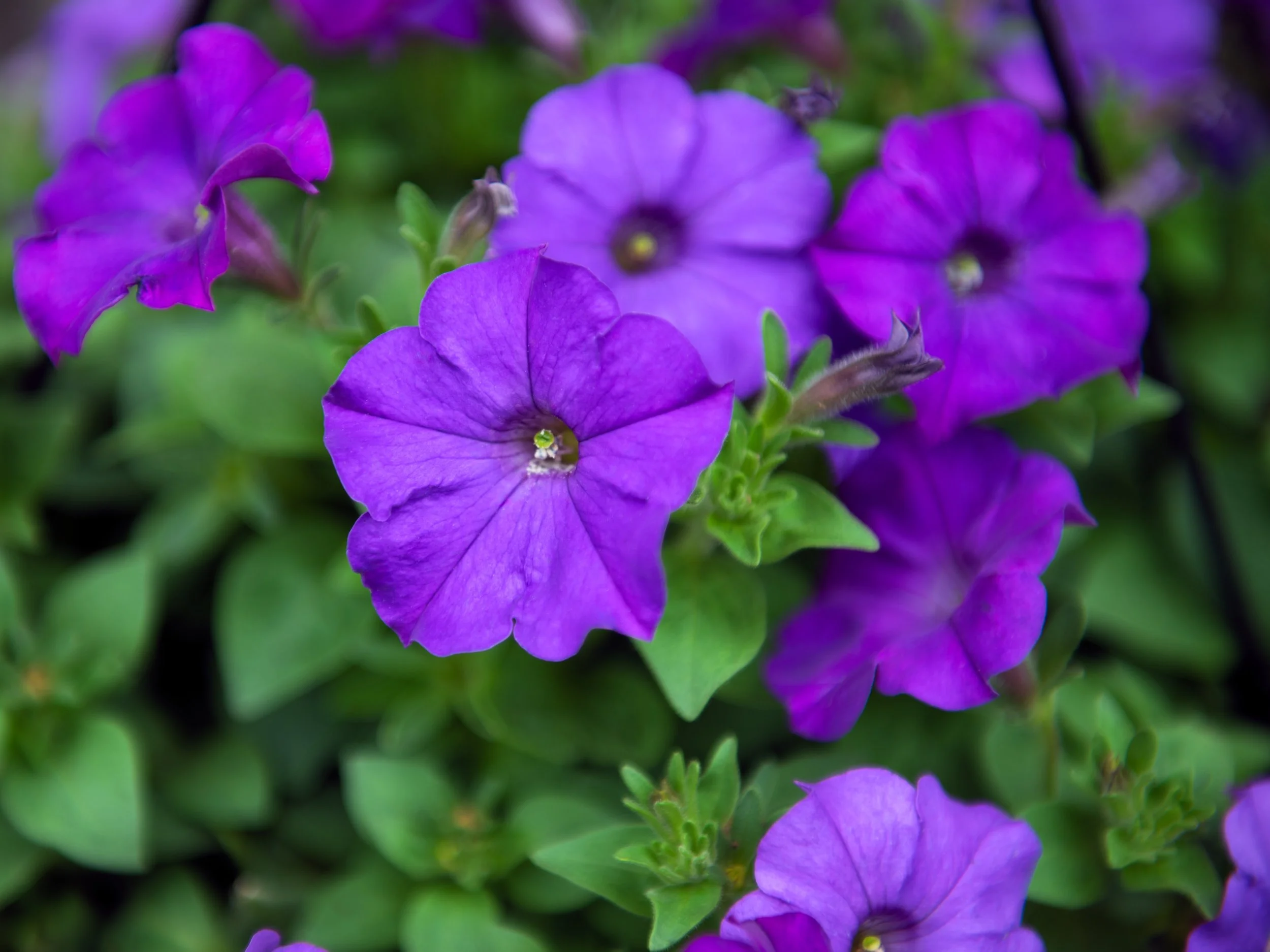 Purple.jpg