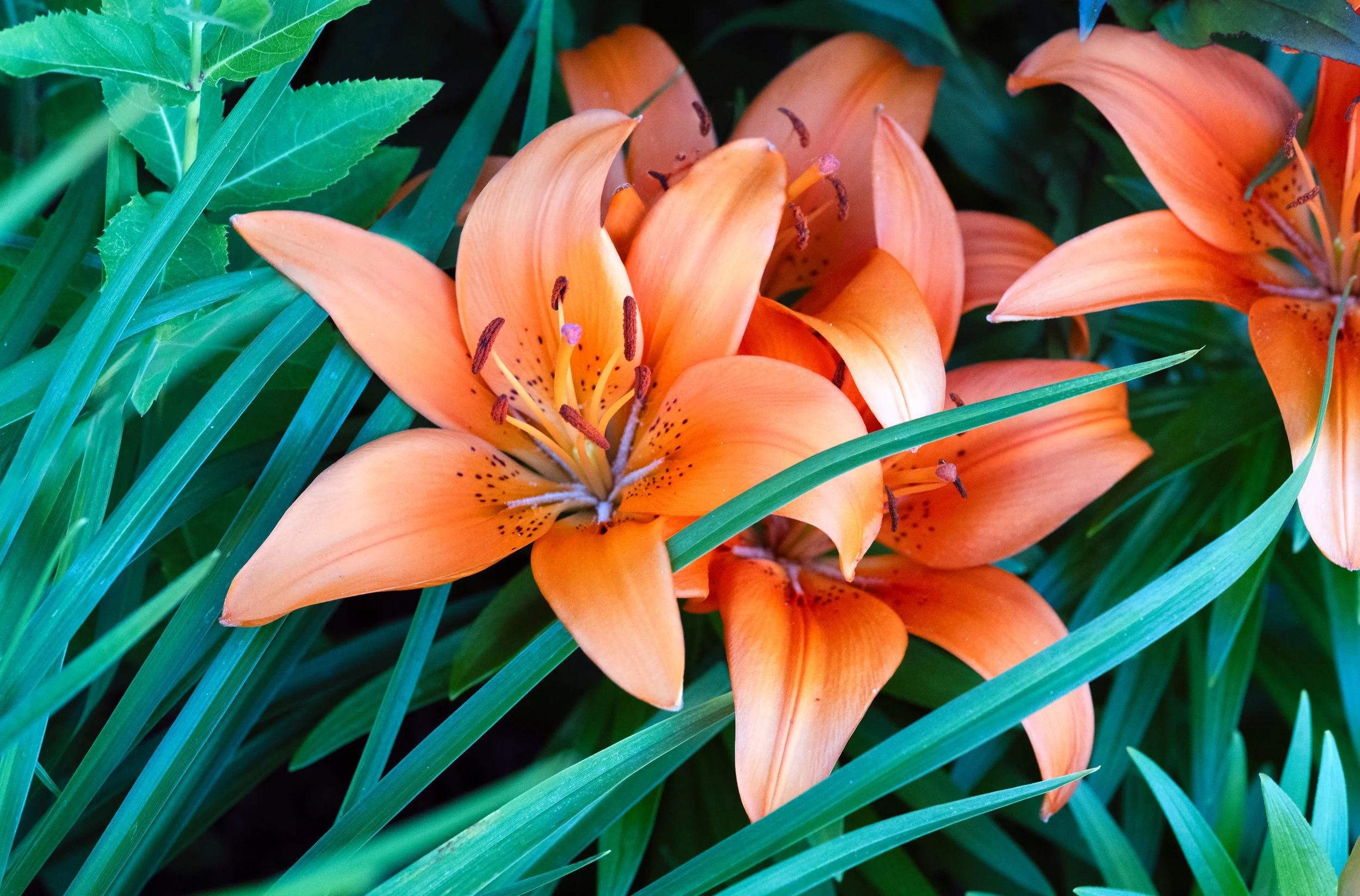 Orange.jpg