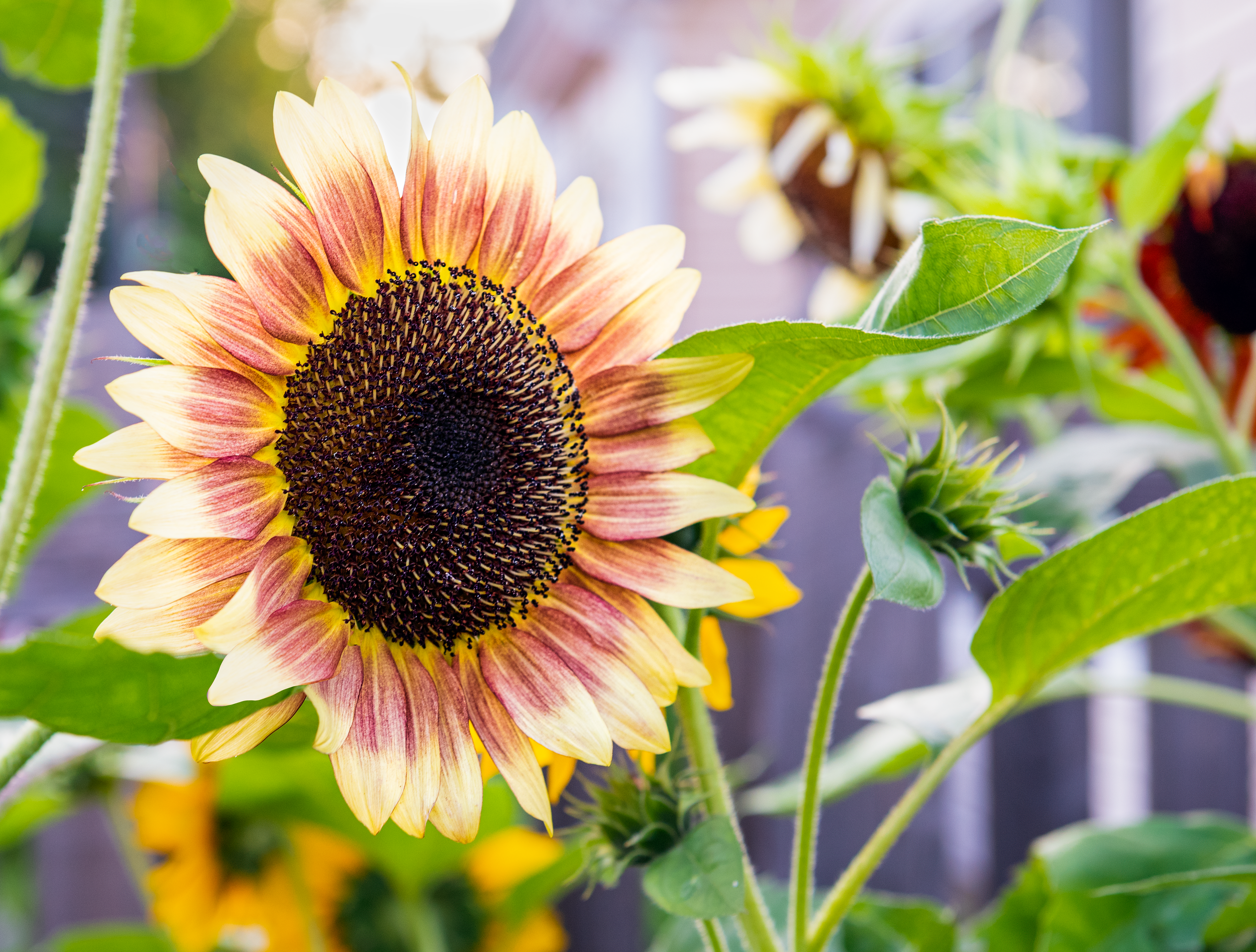 Sunflower.png