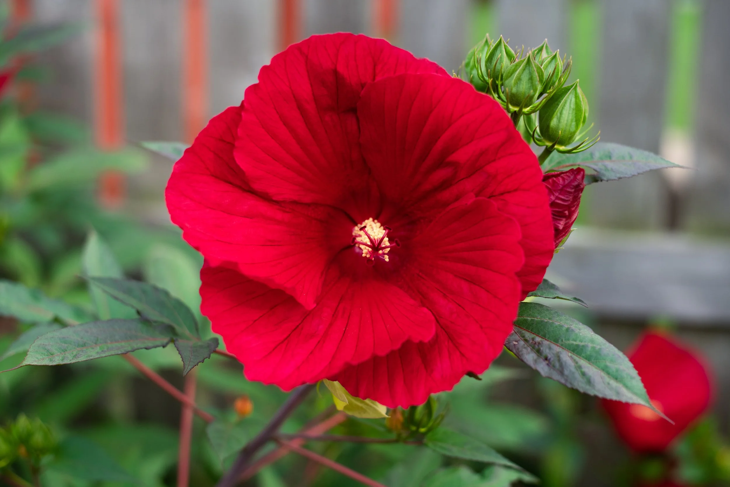 Hibiscus.jpg