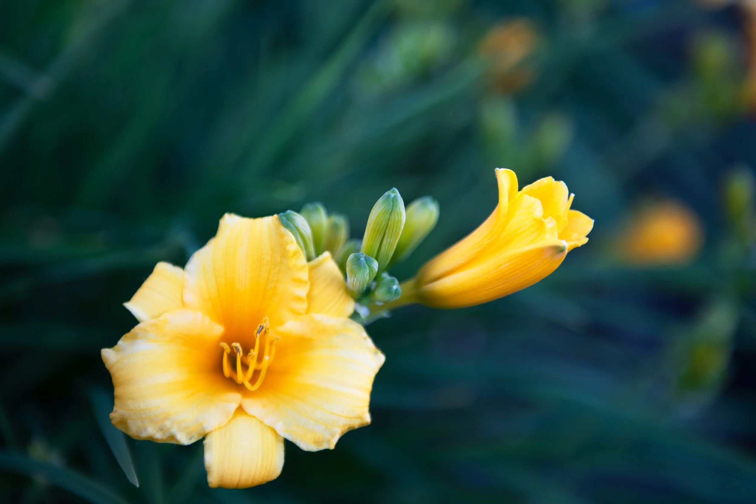 Green and Yellow.jpg