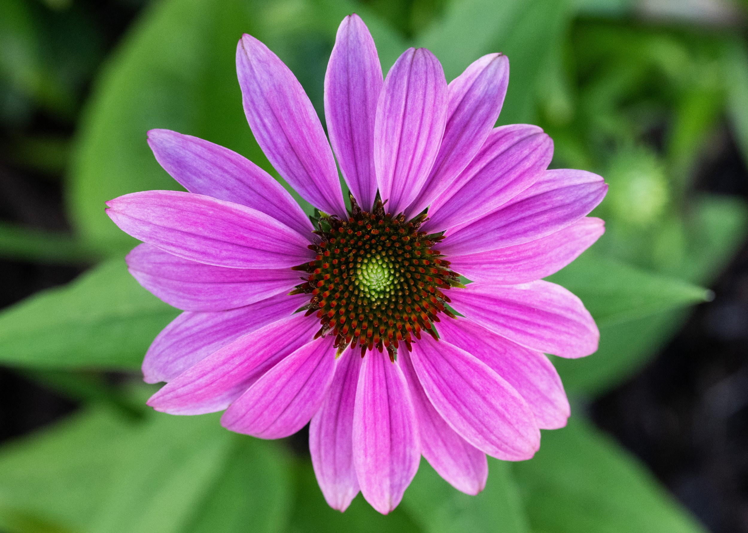 Purple.jpg