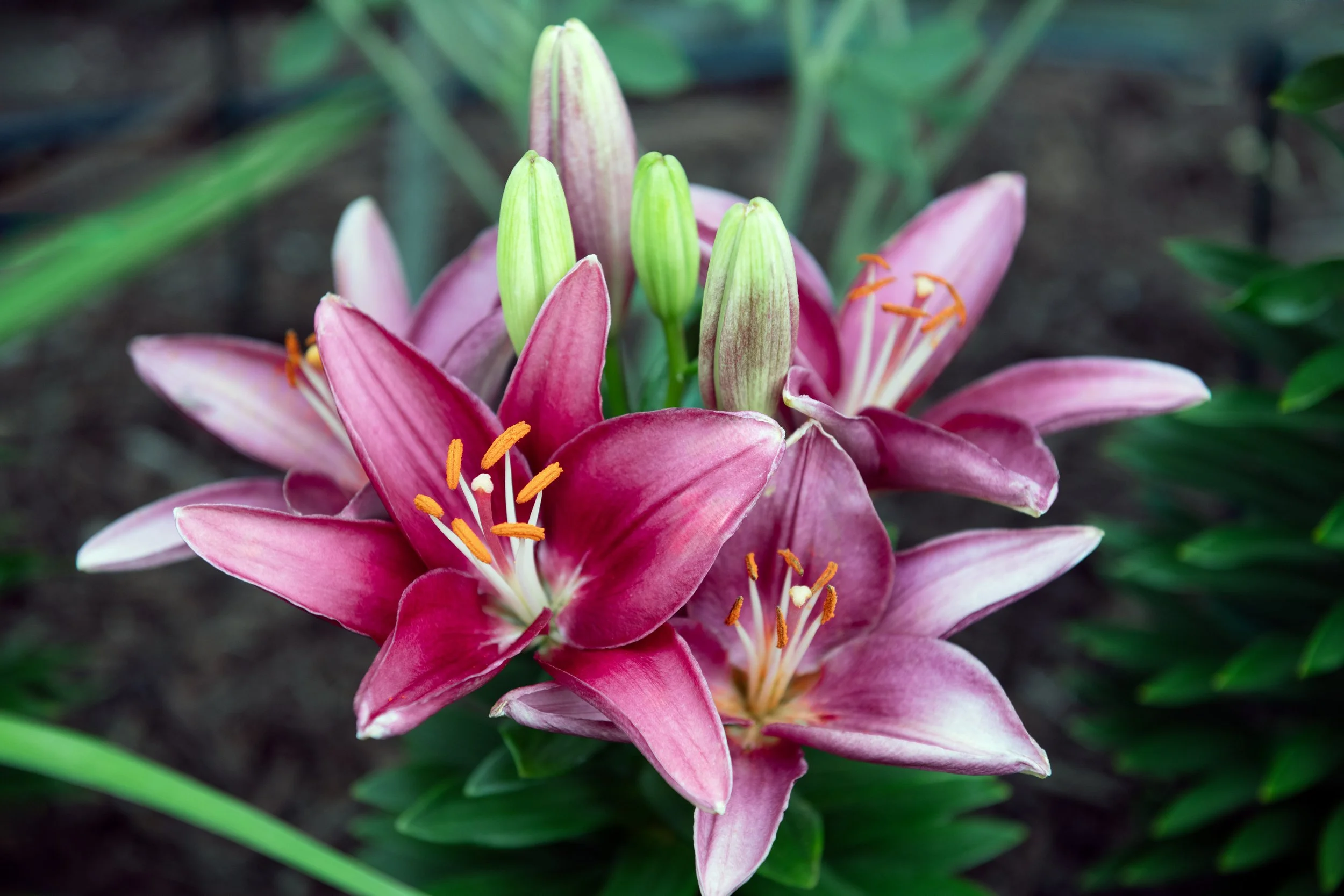 Pink and Green.jpg