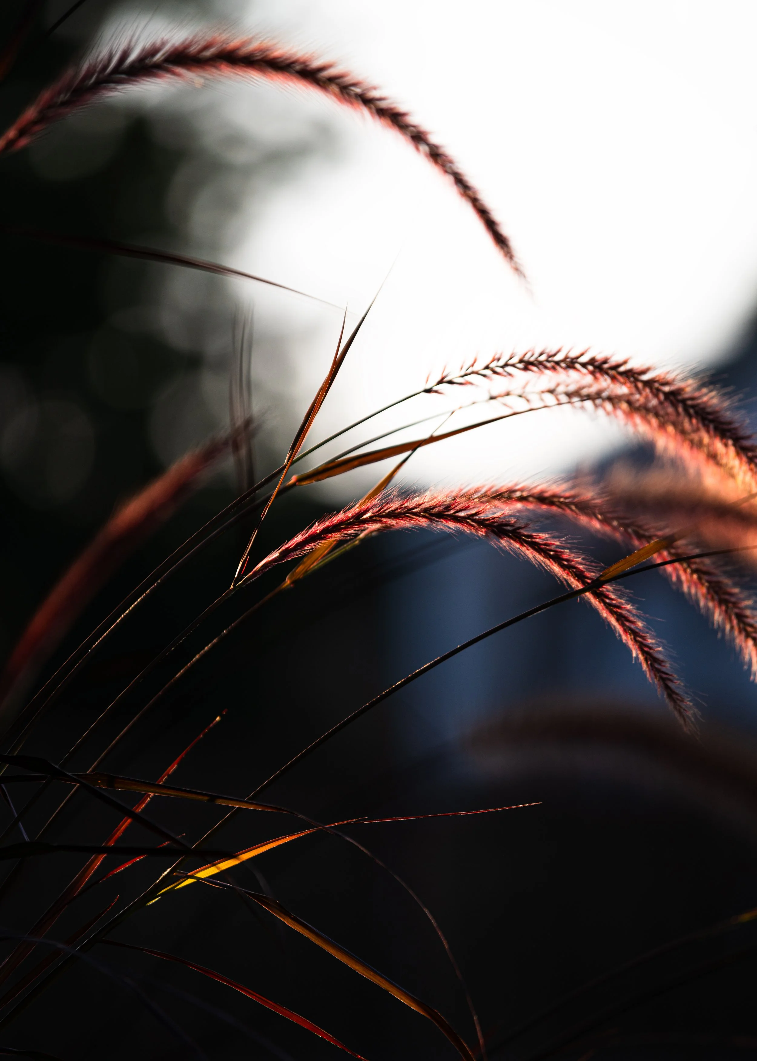 Botanical