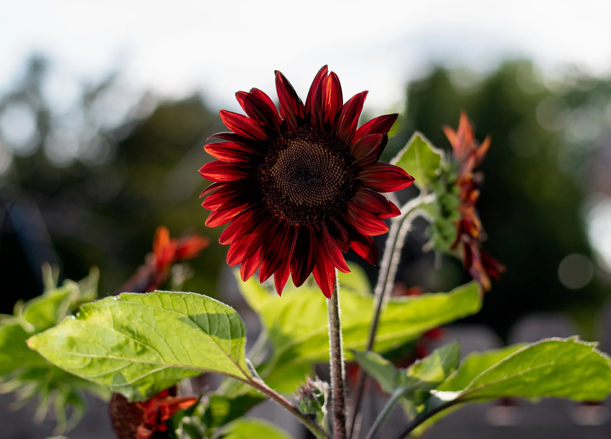 Red Sunflower.jpg
