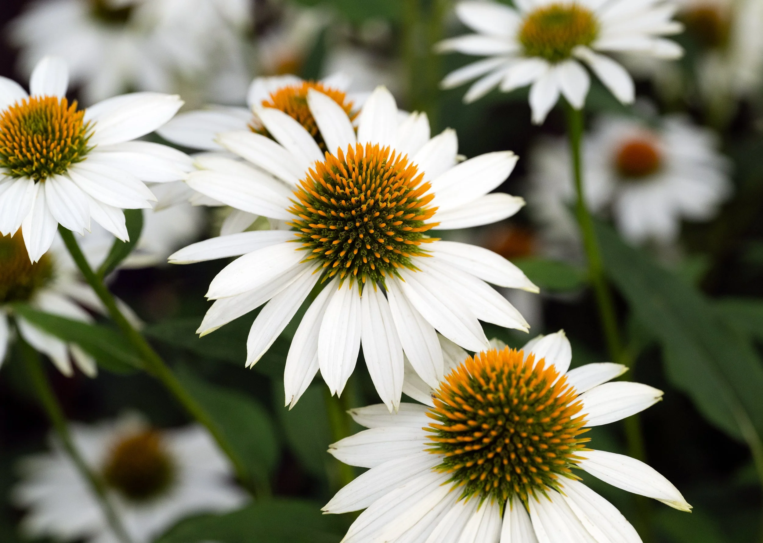 White and Orange.jpg