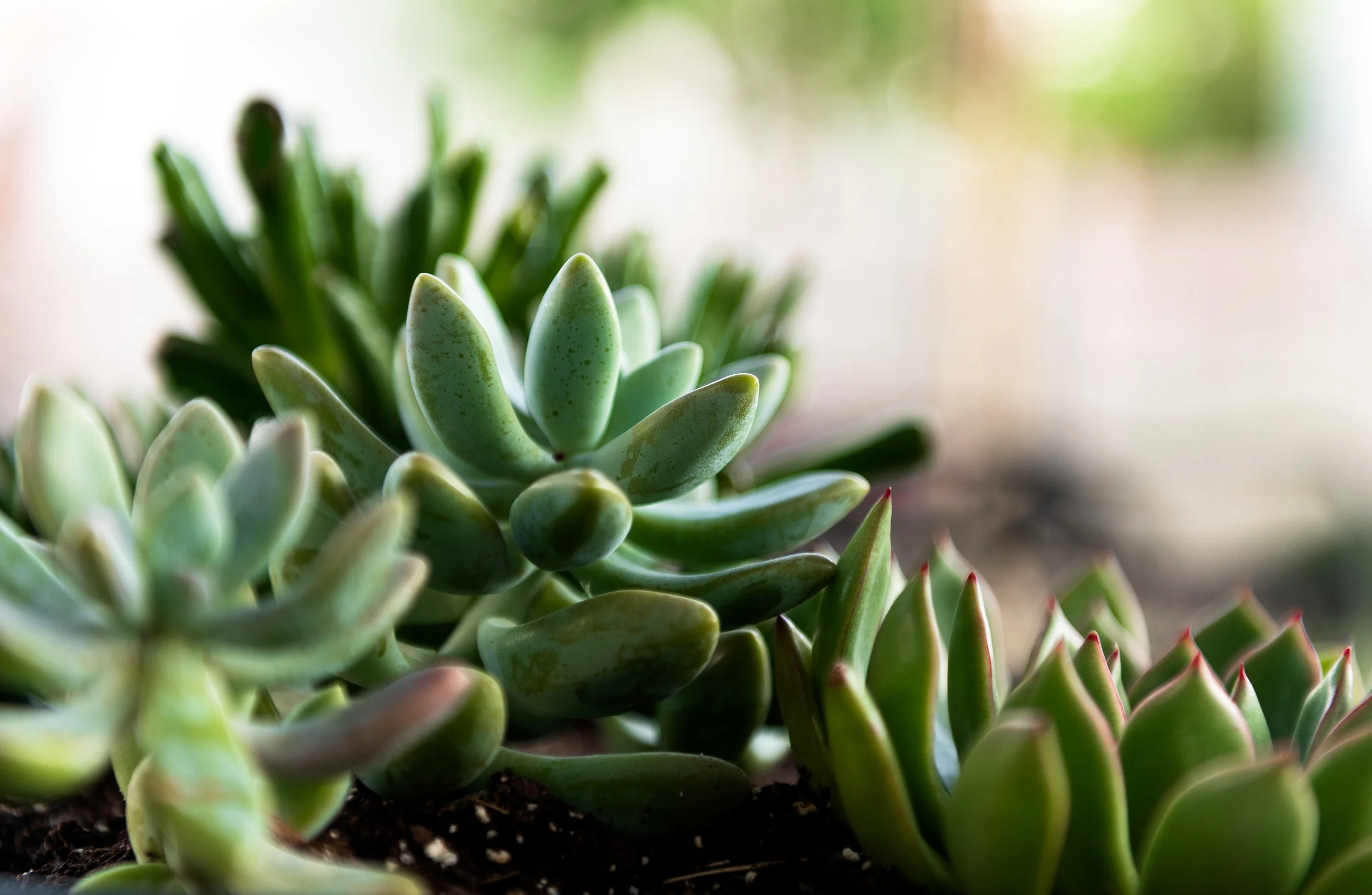 Succulent.jpg