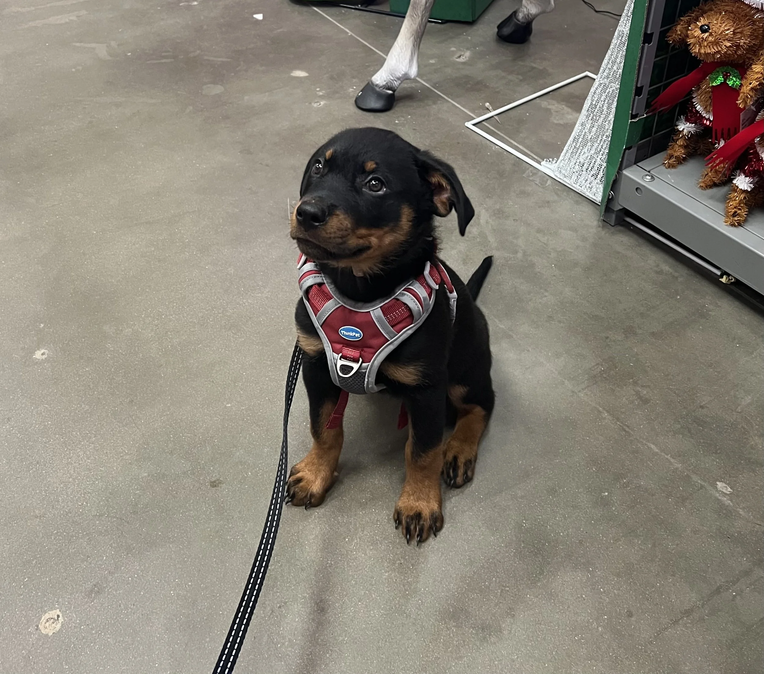 Precision Puppy Program