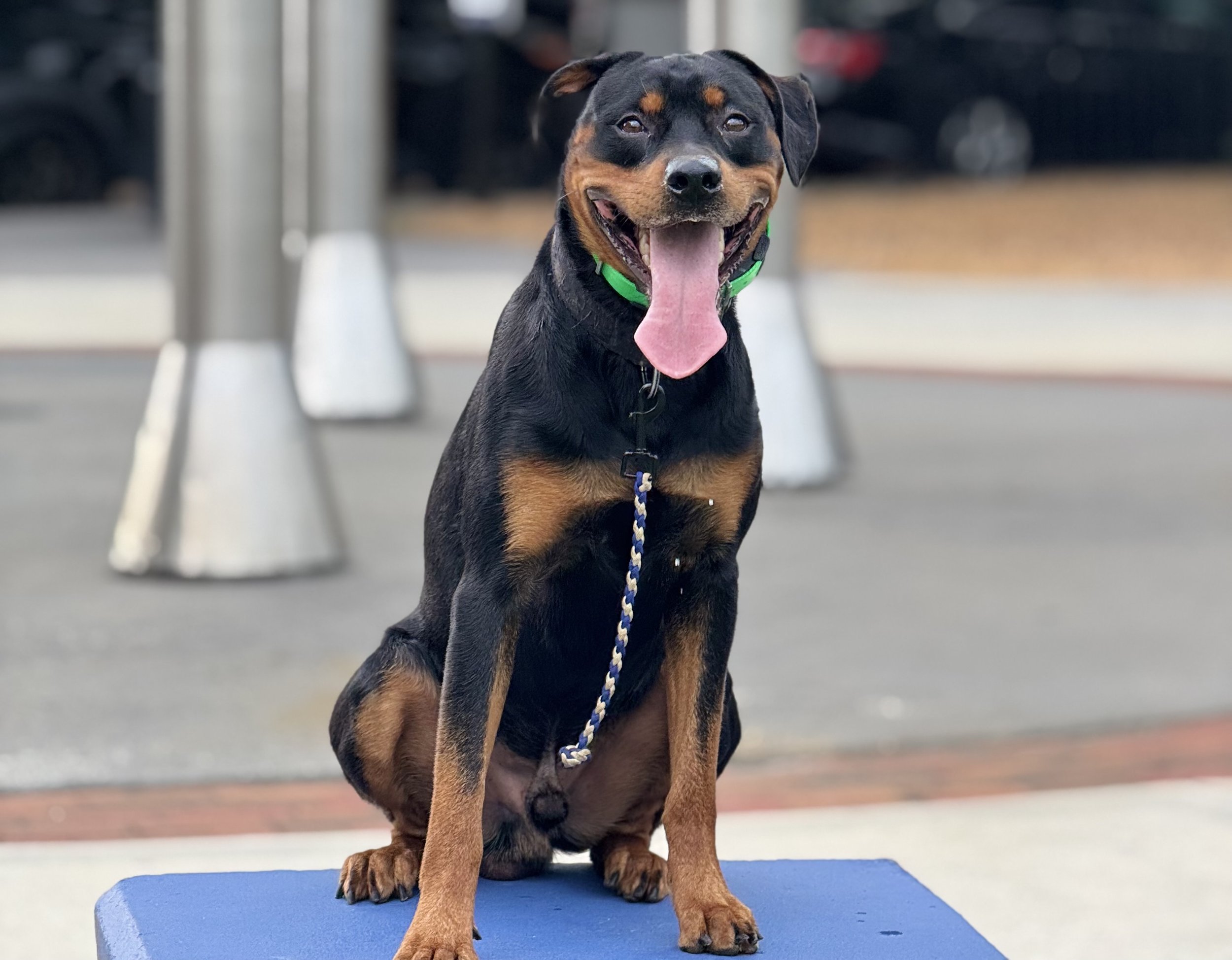 A happy black and tan dog, possibly a Rottweiler mix, sitting on a blue platform outside with a playful expression, tongue hanging out, and wearing a green collar and leash.
