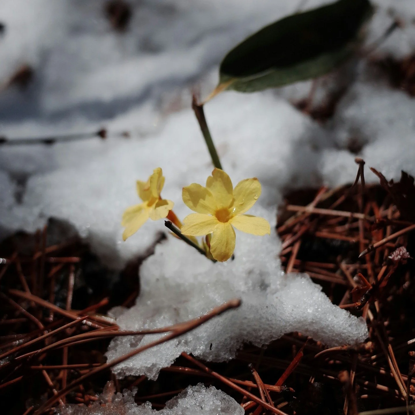 I love a good snow day, playing with Koda, breathing in the cold mountain air, and letting winter slow things down for a bit. But I can also feel spring starting to stir within me. I'm watching for the first daffodils and looking forward to nature ma