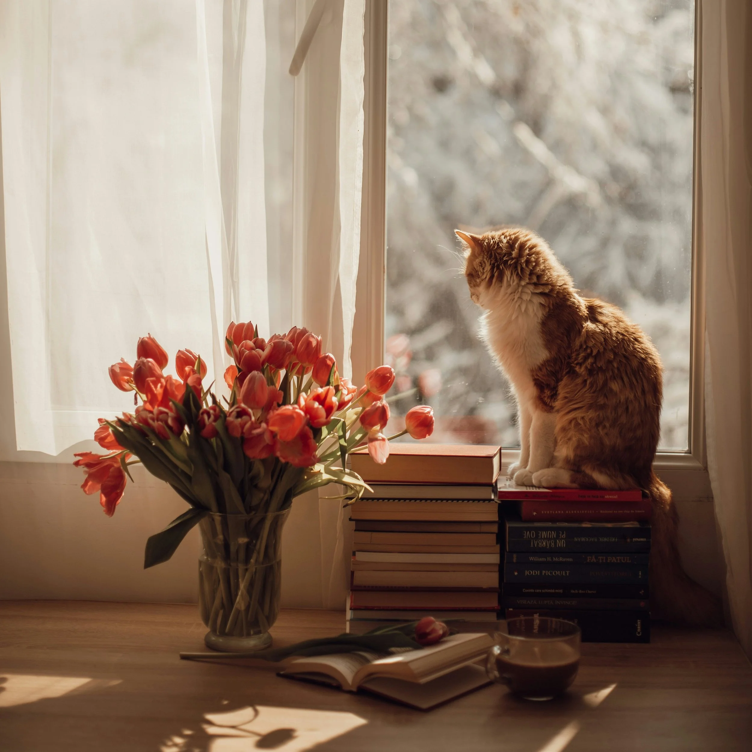 Across the Rainbow Bridge: Finding Peace After Pet Loss