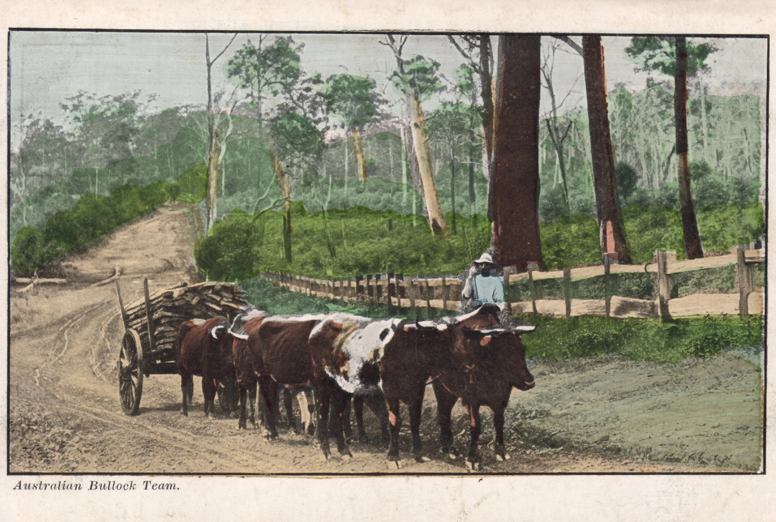 A traditional painting of an Australian bullock team pulling a wooden cart along a dirt path surrounded by lush greenery and tall trees.