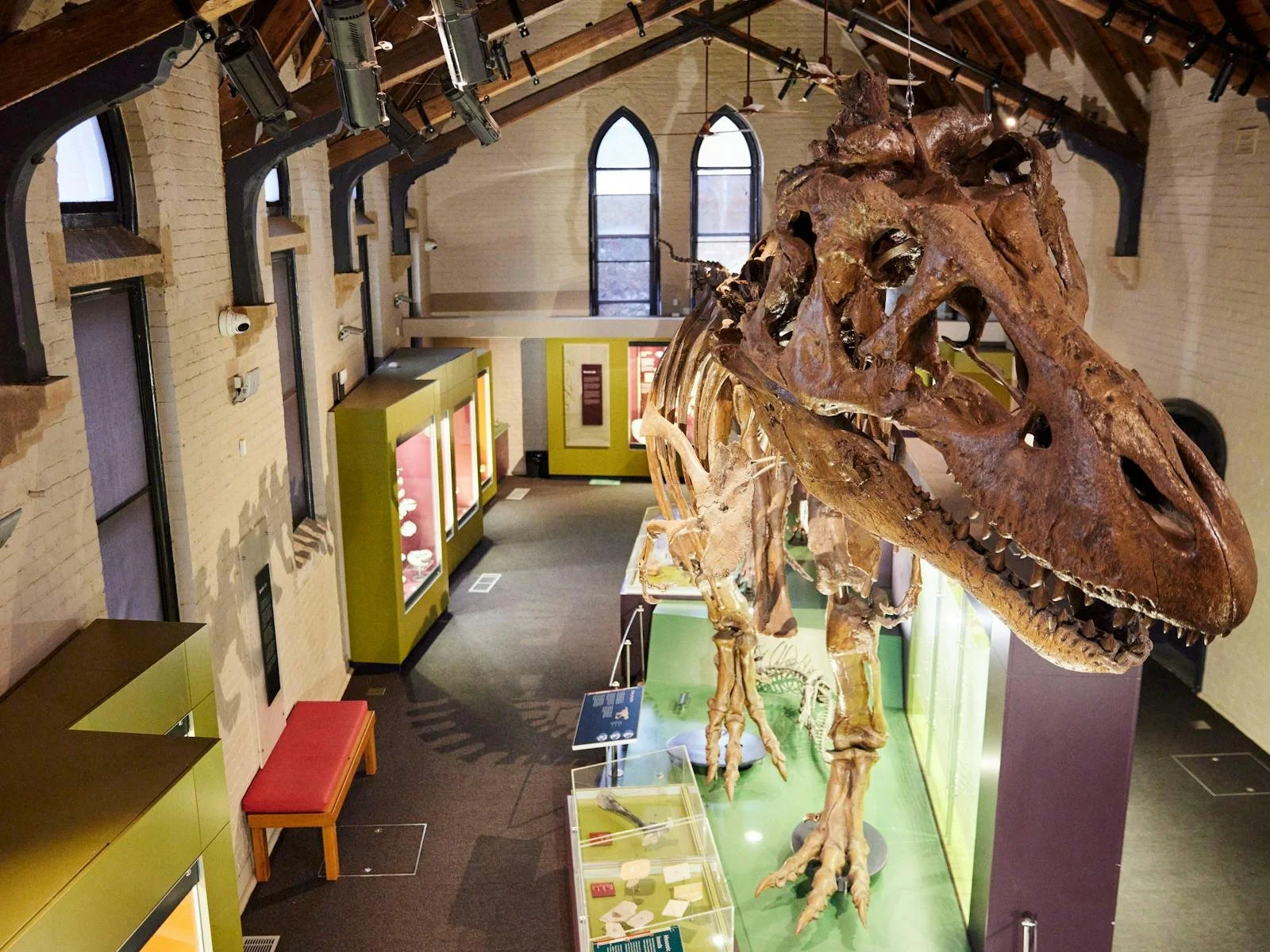 The full sized bones of a dinosaur on exhibition at the Australian Fossil & Mineral Museum