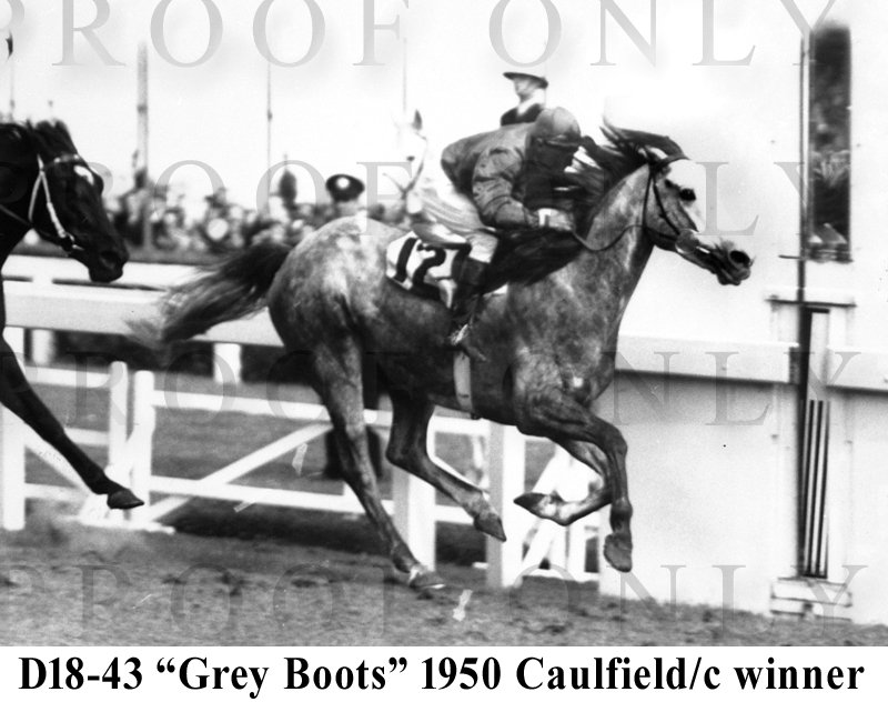 D18- 43 Grey Boots 1950 Caulfield Cup Winner.jpg
