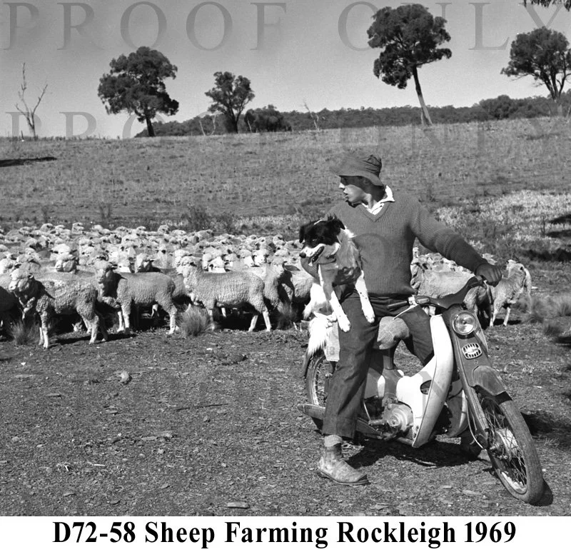 Rural Sheep Farming Rockleigh 1969 D72-58.jpg