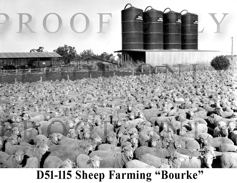 Bourke Sheep farming 1963 D51-115.jpg