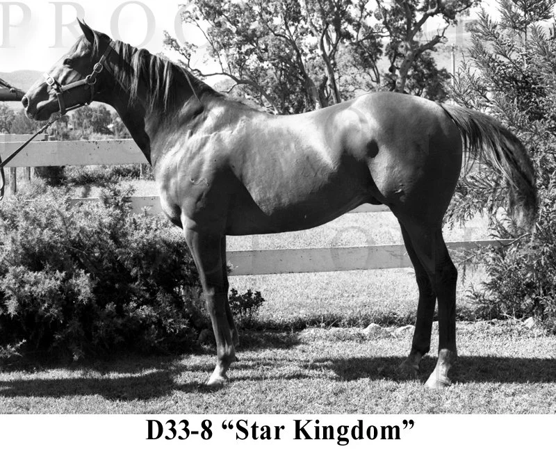 Star Kingdom D33-8.jpg